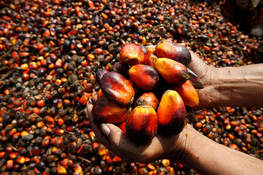 Picture palm oil Nigeria
