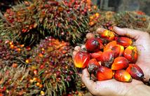 Nigeria palm oil picture