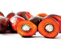 Cargill sustainable palm oil