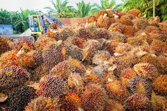 Indonesian palm oil Picture