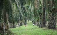 Palm oil derivatives BASF