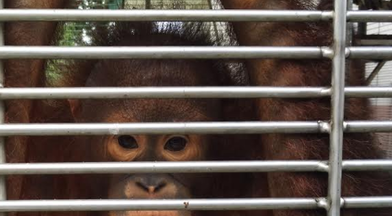 Selfridges palm oil orangutans