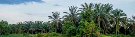 palm oil biofuel Malaysia 